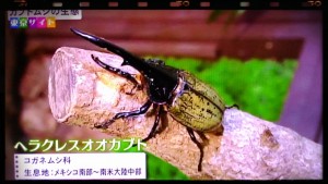 2015-08-06-05-03-21_deco