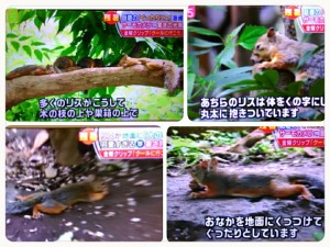 2015-08-22-05-36-49_deco